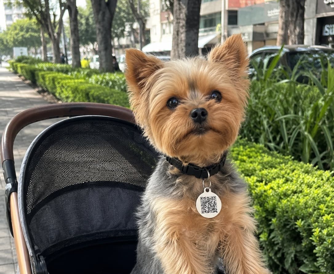 Perro con persona